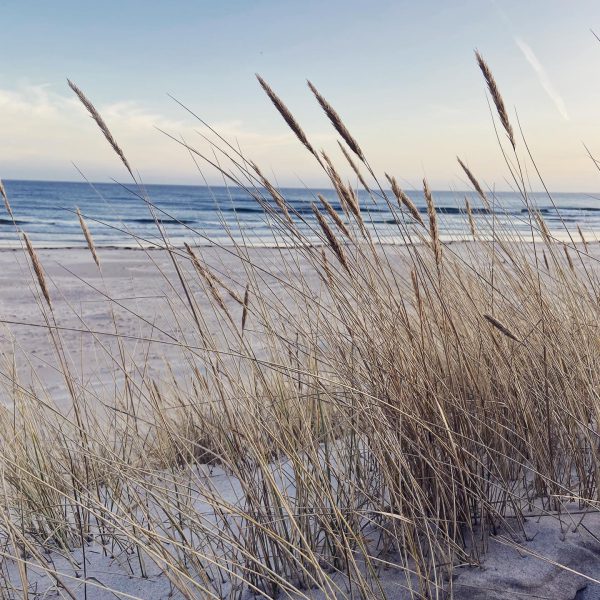 Februaridag på Sandhammaren